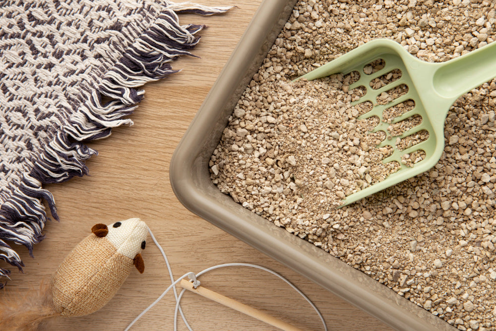 Geriausias kačių tualetas: kaip išsirinkti teisingai