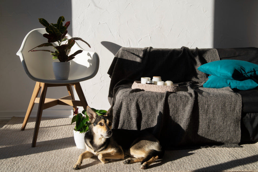 Gyvenimas su augintiniu: kaip suderinti poreikius ir namų interjerą